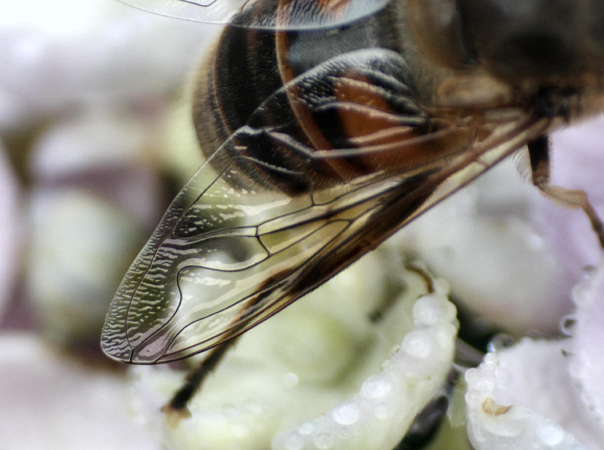 Eristalis sp.